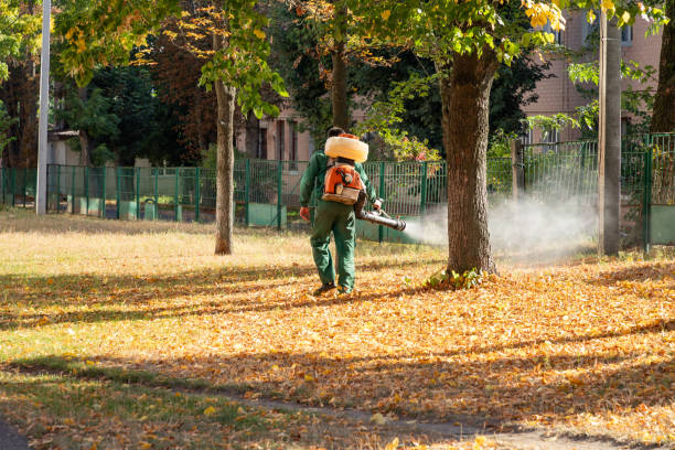 Best Affordable Pest Control Services  in Mount Vernon, KY