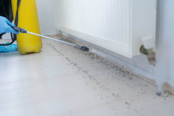 Best Termite Control Services  in Mount Vernon, KY